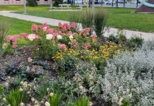 optična iluzija skriti zajec