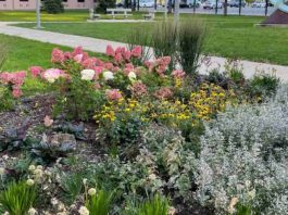 optična iluzija skriti zajec