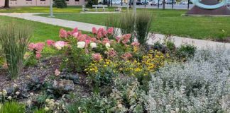 optična iluzija skriti zajec