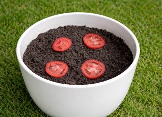 Bližnjica ali ‘nateg’? Je možno rastlino paradižnika vzgojiti iz narezanega paradižnika? sajenje-paradižnika