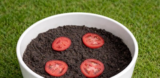 sajenje-paradižnika