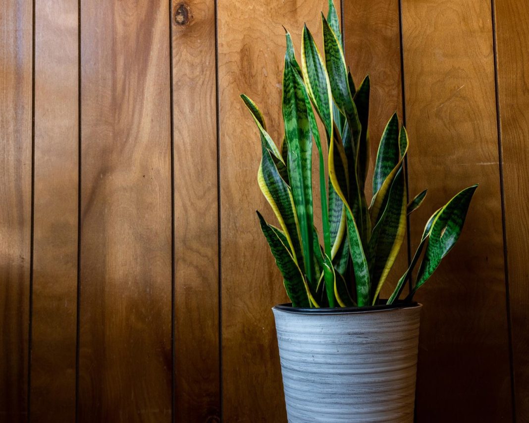 taščin-jezik taščin-jezik