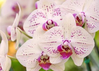 Zvarek iz 2 sestavin, po katerem bodo orhideje znova cvetele orhideja