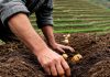 sajenje-krompirja
