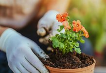 Preprost trik za bujno cvetje rož: uporabite nekaj, kar običajno vržete stran sajenje-rož