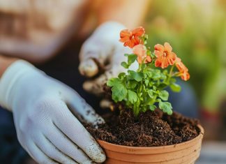 Preprost trik za bujno cvetje rož: uporabite nekaj, kar običajno vržete stran sajenje-rož