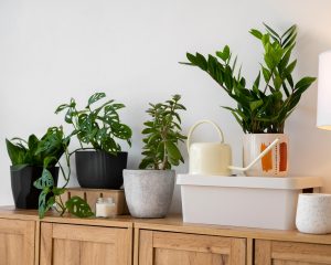 Ta nenavaden trik naj bi podaljšal življenje vašim sobnim rastlinam