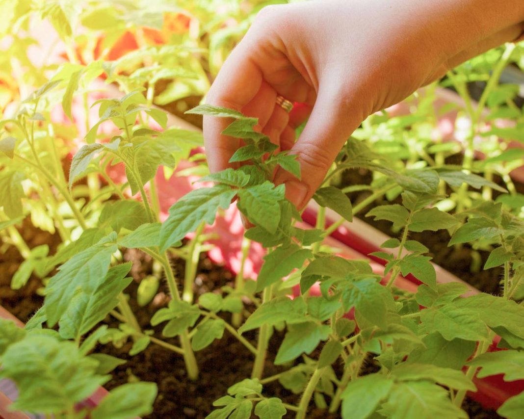 štirje-hibridi-paradižnika