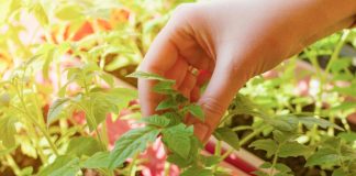 štirje-hibridi-paradižnika