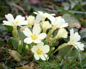 Trobentica: Spomladanski zaklad z rumenih travnikov z zdravilno močjo