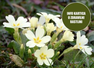 , Pametno izkoristi svoj čas