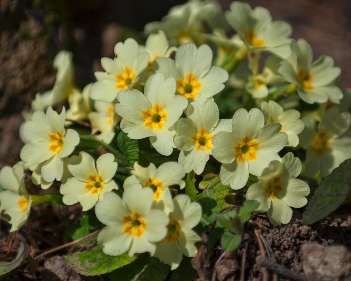 Trobentica: Spomladanski zaklad z rumenih travnikov z zdravilno močjo