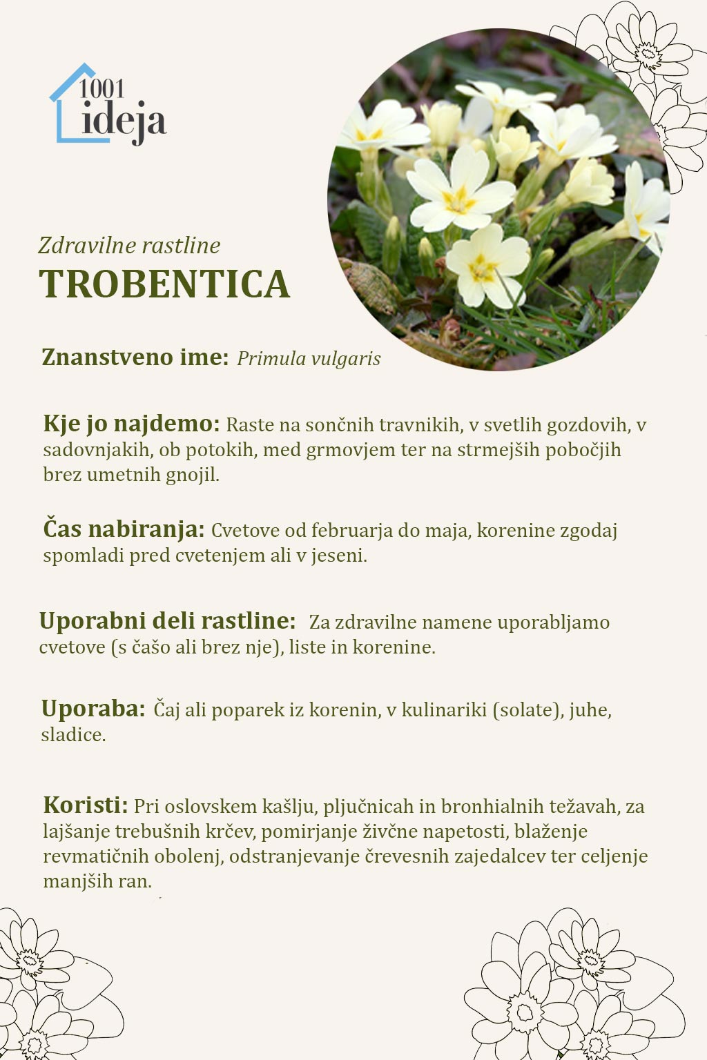 Trobentica: Spomladanski zaklad z rumenih travnikov z zdravilno močjo