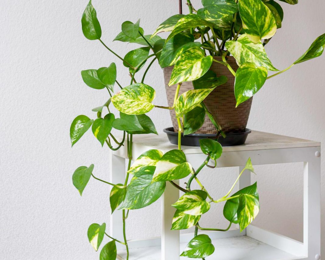 zlati-potus zlati-potus