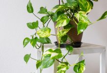 To je neuničljiva sobna rastlina, ki uspeva tudi v slabih pogojih zlati-potus