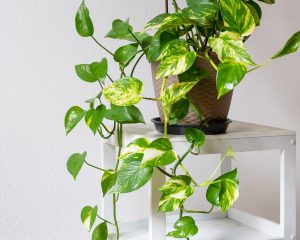 To je neuničljiva sobna rastlina, ki uspeva tudi v slabih pogojih