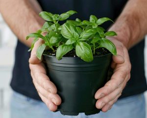 Preprosta rastlina z velikim vplivom na počutje