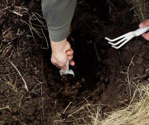 Brezplačno gnojilo, ki dela čudeže na vašem vrtu