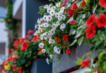 Uporabite eno sestavino in vaše balkonske rože bodo cvetele kot še nikoli cvetenje-balkonskih-rož