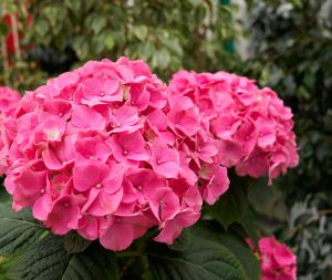 Vsi govorijo o tem triku. Ali lahko kuhinjski odpadki res spremenijo vaše hortenzije v cvetočo pravljico?