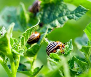 Preprost trik, s katerim boste odgnali koloradskega hrošča s krompirja
