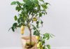 Limonino drevo lahko vzgojite kar doma iz koščic limone Pametno izkoristi svoj čas