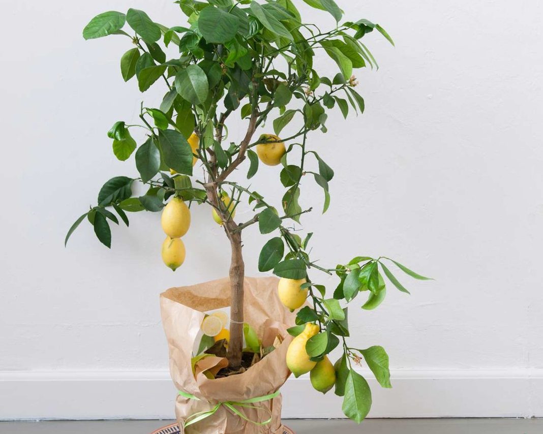 limonino-drevo