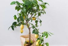 Limonino drevo lahko vzgojite kar doma iz koščic limone limonino-drevo