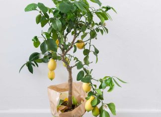 Limonino drevo lahko vzgojite kar doma iz koščic limone limonino-drevo