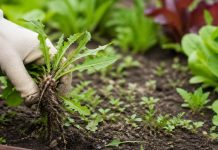 odstranjevanje-plevela