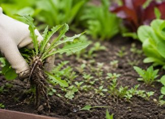 odstranjevanje-plevela