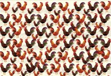 Optična uganka: Med petelini se skriva ena kokoš – jo opazite? optična-uganka-kokoš-med-petelini