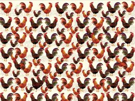 optična-uganka-kokoš-med-petelini