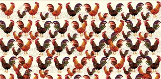 Optična uganka: Med petelini se skriva ena kokoš – jo opazite? Pametno izkoristi svoj čas