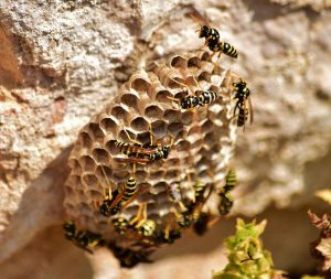 Naredite to preprosto stvar in celo poletje ne boste videli os na svojem dvorišču