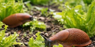 Če imate težave s polži na vrtu, posadite to rastlino – učinek vas bo presenetil Pametno izkoristi svoj čas
