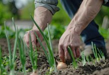Dedkov trik: Na majhnem vrtu lahko pridelate dvojni pridelek čebule sajenje-čebule