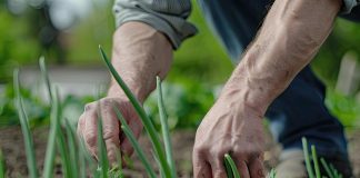 Dedkov trik: Na majhnem vrtu lahko pridelate dvojni pridelek čebule Pametno izkoristi svoj čas
