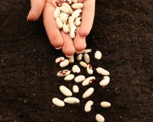 10 zlatih pravil za setev stročjega fižola, ki so potrebne za bogato letino