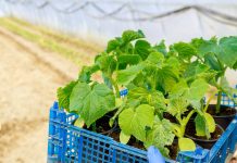 Teh rastlin ni pametno saditi poleg kumar, lahko uničijo vaš pridelek sajenje-kumaric