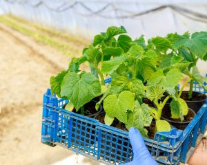 Teh rastlin ni pametno saditi poleg kumar, lahko uničijo vaš pridelek