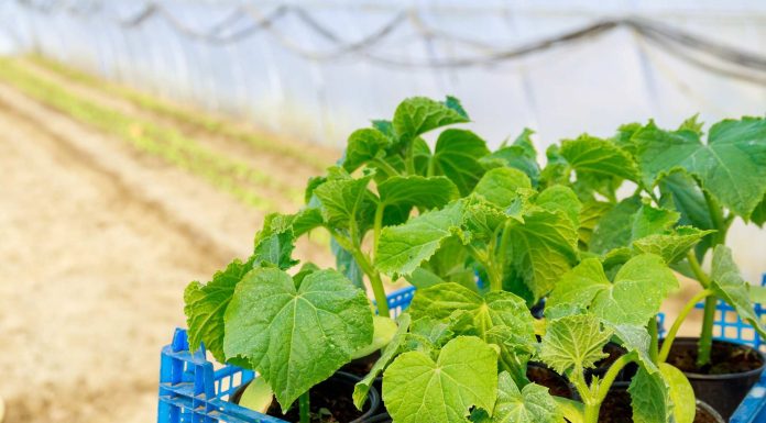 Teh rastlin ni pametno saditi poleg kumar, lahko uničijo vaš pridelek Pametno izkoristi svoj čas