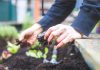 sajenje-na-vrt