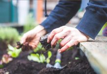 sajenje-na-vrt