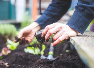 sajenje-na-vrt