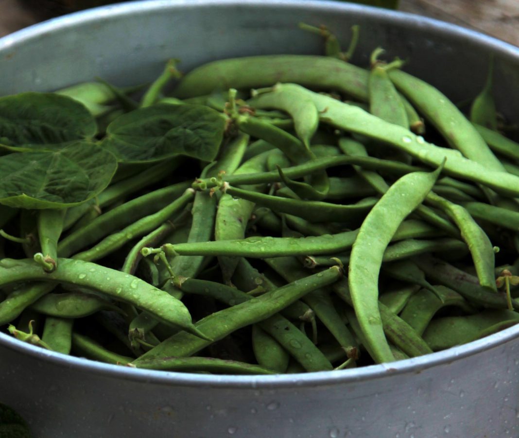 sorte-stročjega-fižola