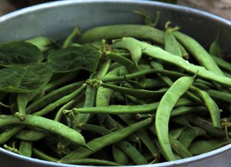 sorte-stročjega-fižola