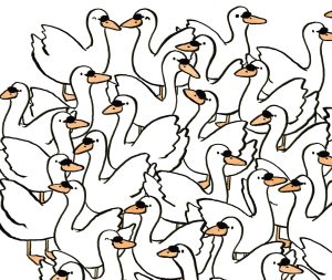 Vizualna uganka dneva: najdite 3 skrita srca med labodi