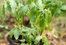 utrjevanje-sadik-paradižnika