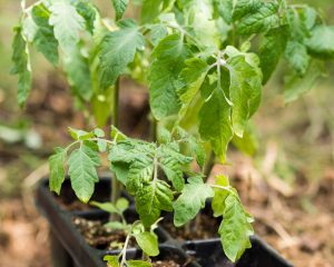 Ne sadite paradižnika, dokler ne naredite tega (ključni nasvet)